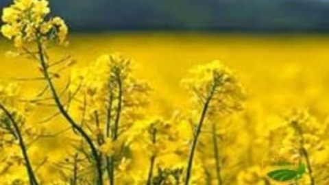 کشت-بهاره-کلزا