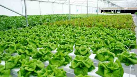 سیستم-کشت-هیدروپونیک