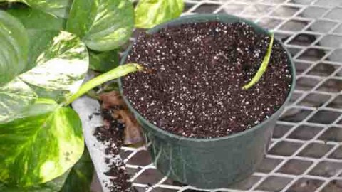 تکثیرگیاهان-دارویی-به-روش-خوابانیدن