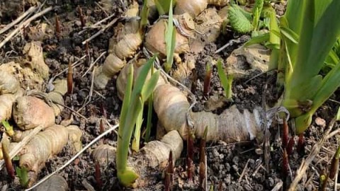 تكثیر-گیاهان-دارویی-با-غده-ریزوم-و-پیاز