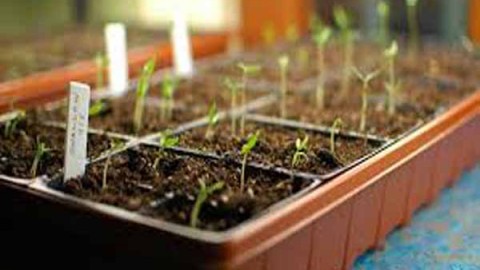 تكثیر-گیاهان-دارویی-با-بذر