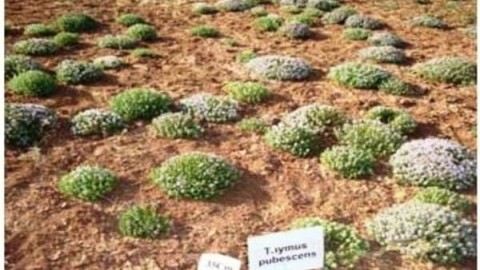 دیم-کاری-درگیاهان-دارویی