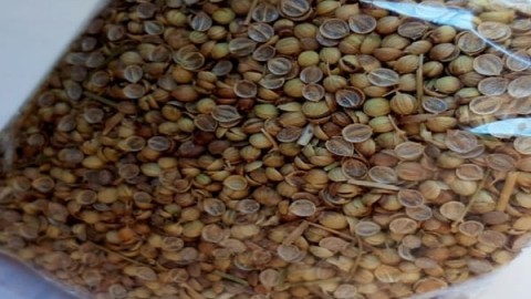 بذرگیری-گیاهان-دارویی