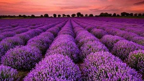 گیاه-اسطوخودوس