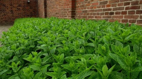 بسته-کارافرینی-کشت-گیاه-نعناع-فلفلی-در-ایران