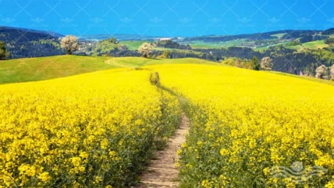 مدیریت-تلفیقی-تغذیه-گیاه-کلزا