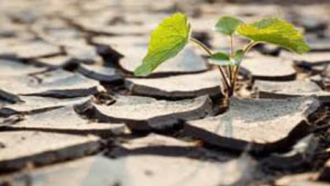 مدیریت-تغذیه-گیاه-کلزا-در-شرایط-تنش-های-محیطی