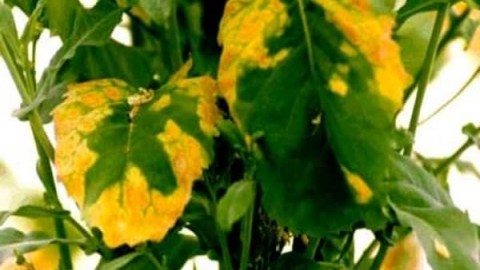 روش-های-تشخیص-کمبود-عناصر-غذایی-در-کلزا