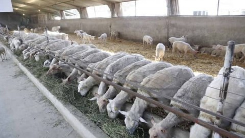 شناخت-پرورش-گوسفند-و-اهمیت-آن