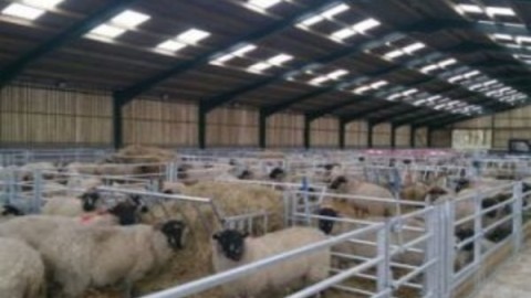 مزایای-اجرای-طرح-گوسفند-پرواری