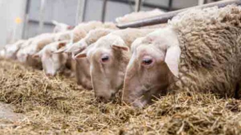 انواع-پرواربندی-گوسفند