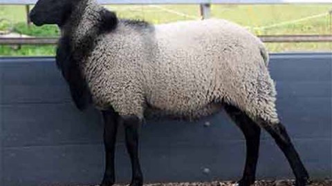 مشخصات-گوسفند-پرواری