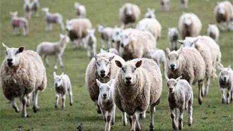 مواد-قابل-استفاده-درتغذیه-گوسفند-پرواری