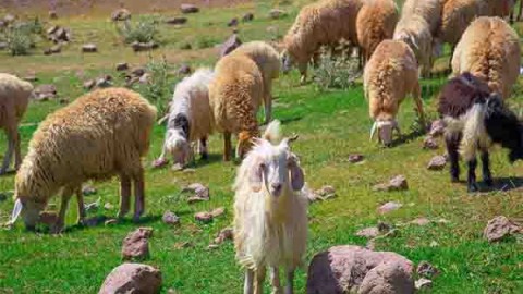روش-های-چرای-گوسفند-در-مراتع