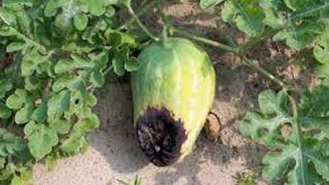 بیماری-های-هندوانه