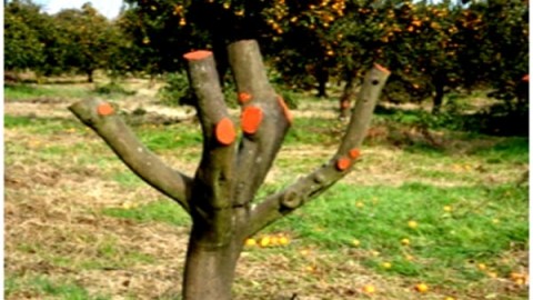 تربیت-وهرس-گیاه-پرتقال