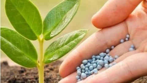 کودهای-موردنیازکلزا