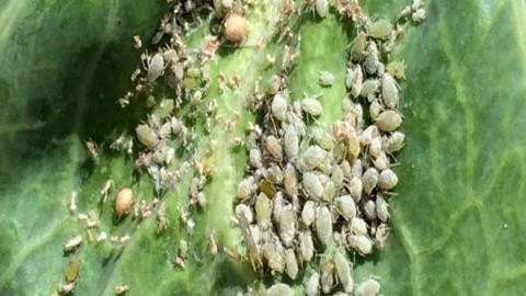 آفات-وبیماری-های-کلزا