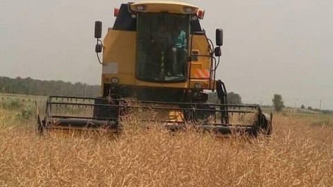 برداشت-کلزا