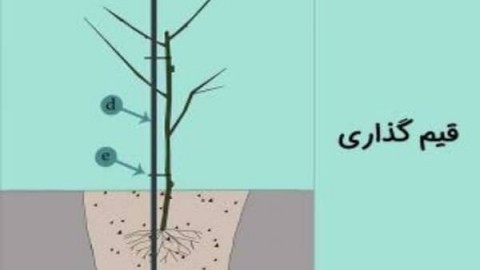 استفاده-از-قیم-در-گیلاس