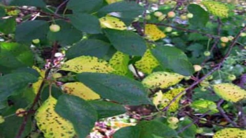 بیماری-های-گیلاس