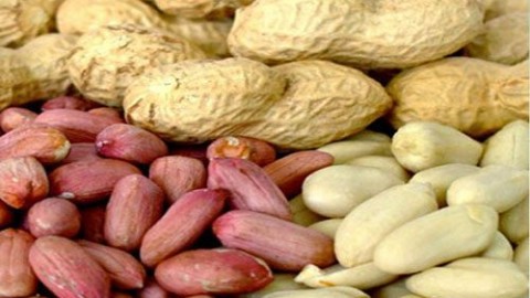 آشنایی-با-ارقام-بادام-زمینی