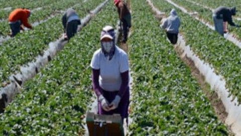 پیامدهای-وضعیت-COVID-19-اکنون-و-در-آینده-برای-تولید-مواد-غذایی-زنجیره-های-کشاورزی-و-ماهیگیری-آبزی-پروری-و-بازارها-چیست