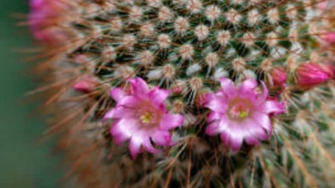 آشنایی-با-انواع-و-منشا-کاکتوس-ها-بخش-دوم