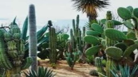 آشنایی-با-انواع-و-منشا-کاکتوس-ها-بخش-سوم