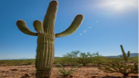 آشنایی-با-انواع-و-منشا-کاکتوس-ها-بخش-چهارم