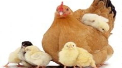 فراوری-گوشت-طیور