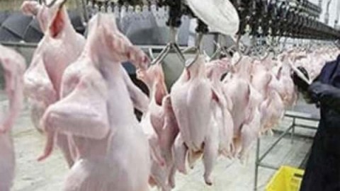 تهیه-مواد-اولیه-در-تولید-گوشت-طیور
