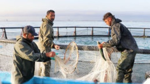 شست-وشو-وتوزین-ماهیان-صید-شده