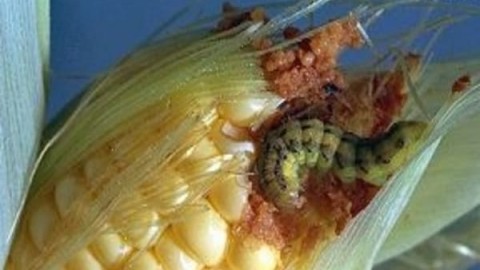 آفات-مهم-ذرت