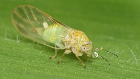 مبارزه-با-پسیل-پسته-به-روش-غیرشیمیایی