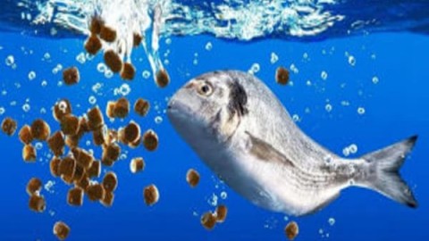 غذاهای-خشک-و-آماده-برای-ماهیان-زینتی