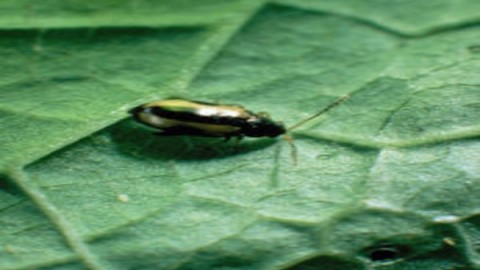 کک-سیاه-کلم