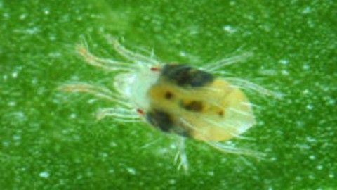 کنه-تارتن-دولکه-ای