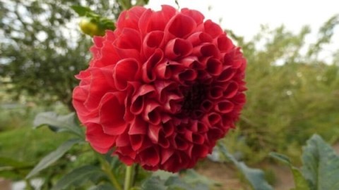 پرورش-کوکب-در-آپارتمان