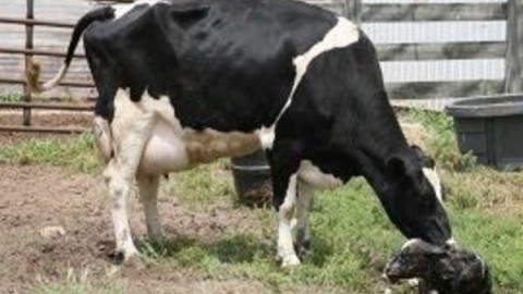 افزایش-نرخ-آبستنی-دام-سنگین