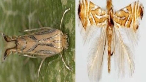 پروانه-مینوز-برگ-چنار