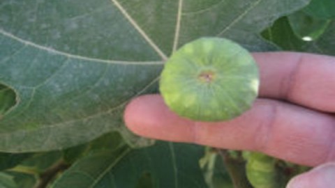 بیماری-ویروسی-موزاییک-انجیر