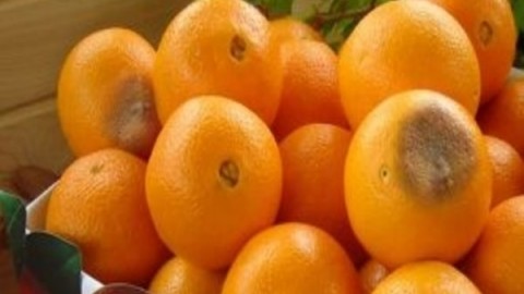 پوسیدگی-قهوه-ای-میوه-مرکبات