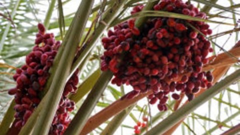 بیماری-پژمردگی-فوزاریومی-خرما