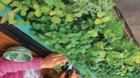 سبزی-کاری-در-آپارتمان