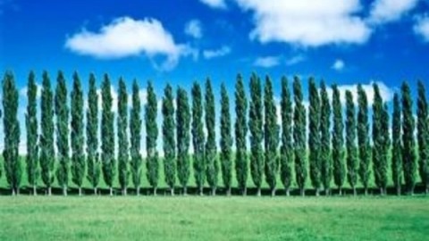 ازدیاد-جنسی-و-غیرجنسی-صنوبر