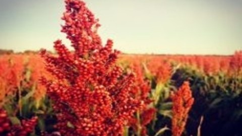 گیاهشناسی-سورگوم