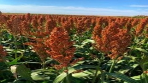 معرفی-ارقام-سورگوم-علوفه-ای