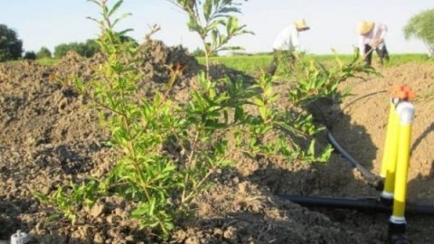 کم-آبیاری-به-شیوه-خشکی-موضعی-ریشه