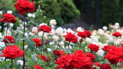 آشنایی-با-مراحل-کاشت-گل-رز